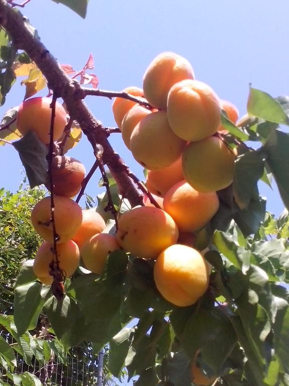 Pension Panos Áyios Dhimítrios Dış mekan fotoğraf